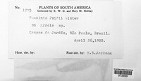 Austropuccinia psidii image